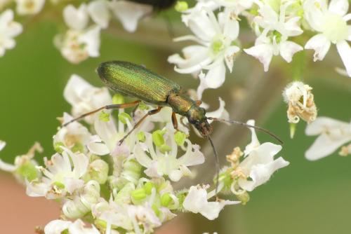 Réf. 235 463 : Chrysanthia geniculata